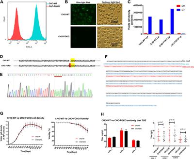 A glycoengineered therapeutic anti-HBV antibody that allows increased HBsAg immunoclearance improves HBV suppression in vivo